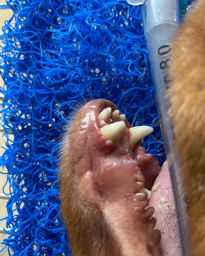 Center Dyreklinik tilbyder nu rodbehandling af kæledyrstænder