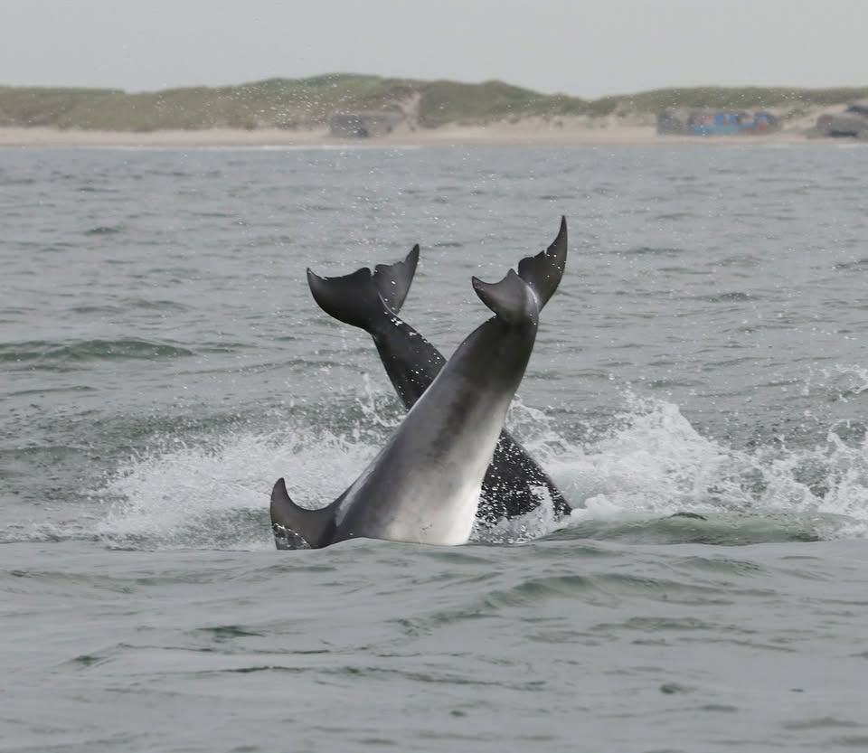 Spændende foredrag om øresvin i Kerteminde