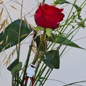 Blomsterbutik holder ekstra åbent op til studentertiden