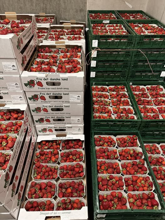 Midtjydsk Gartnerhal byder velkommen til danske jordbær med særligt tilbud
