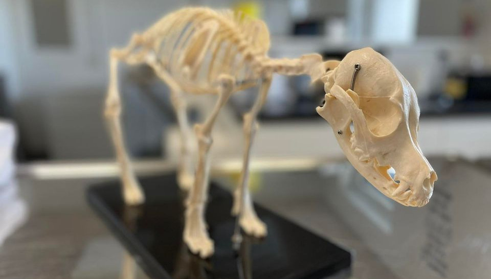 Kiropraktik vender tilbage til Viborg dyrehospital: Mød den erfarne dyrlæge og kiropraktor Heidi Nielsen