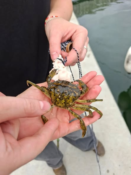 Aarhus Havnerundfart fanger krabber mellem turene
