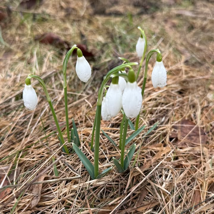 Foråret bringer håb og minder, siger Bedemand Trenskow