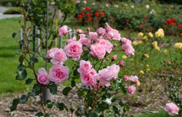 Oplev din kommune: 3 fede oplevelser i Aars og omegn