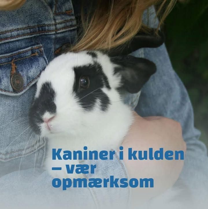 Dyrehospitalet Heden ApS: Vigtige tips til pasning af kaniner i vinterkulden