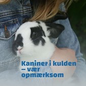 Dyrehospitalet Heden ApS: Vigtige tips til pasning af kaniner i vinterkulden