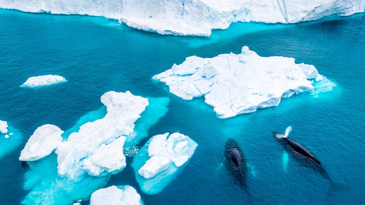 Eventyr i Grønland: Rejseforedrag hos Risskov Rejser