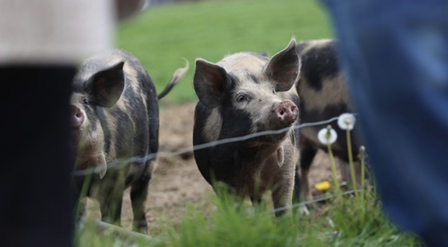 Kom tæt på det økologiske griseliv til Sofari 