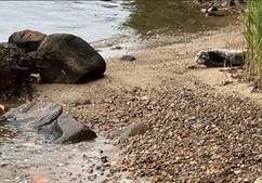 Strandvandring ved Vejle Fjord: Oplev kystens skjulte skatte