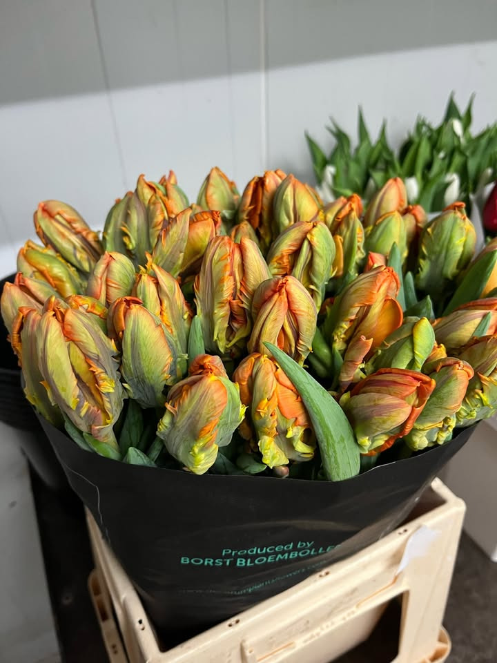 Midtjysk blomstermarked tilbyder papegøje tulipaner til nedsat pris