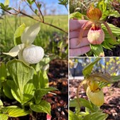 Nyt fra Midtjysk blomstermarked