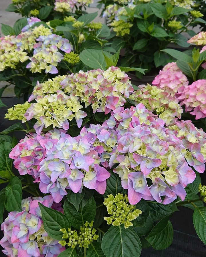 Hold trit med lokalområdet: Nyt fra Silkeborg