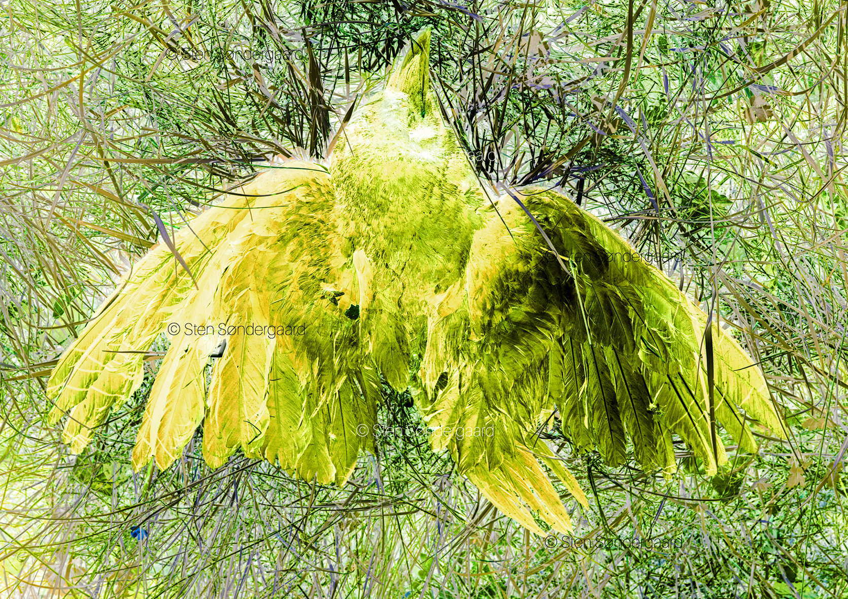 Oplev naturens magi gennem Sten Søndergaards linse