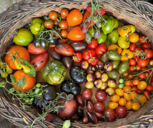 Bliv inspireret til frugt- og grøntsagsdyrkning med Tomat-Katrine