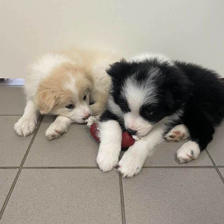 Hvalpekuld på besøg hos Vet til dig: Sundhedstjek og legetøj til de små Border Collies