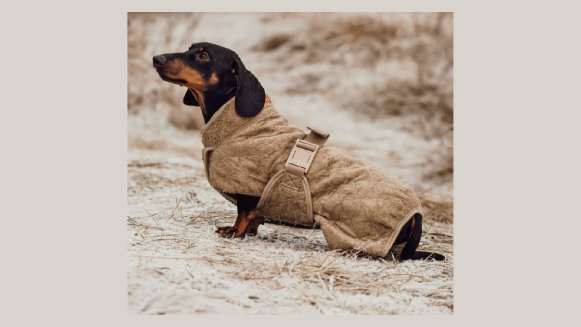 Siccaro Smart – tørredragten der gør hverdagen lettere for både hund og ejer