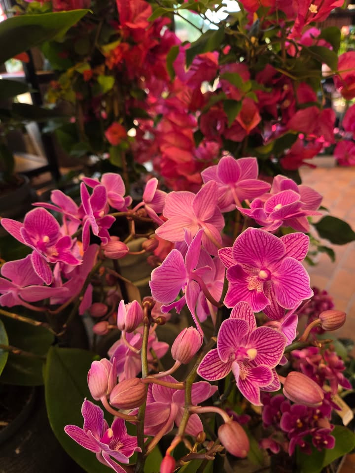 Flore Vida opfordrer kunder til at bestille Mors Dags buketter i god tid