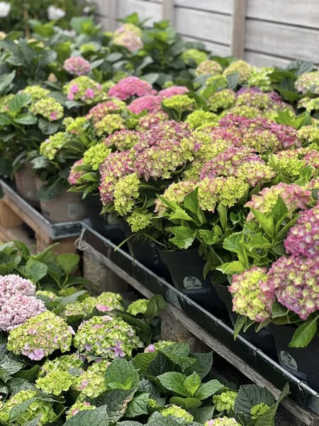 Nye blomster og gode tilbud hos REMA 1000 Ringsted i Jyllandsgade