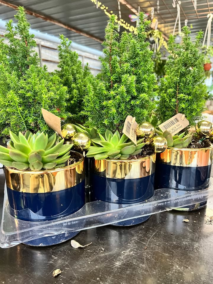 Midtjysk blomstermarked: Mega billige dekorationer med over 90% rabat!