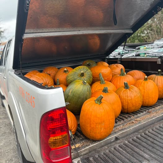 Resen Landhandel har fået Halloween-græskar hjem