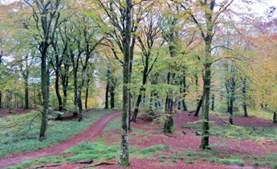 Oplev forårets magi i Rold Skov og Rebild Bakker