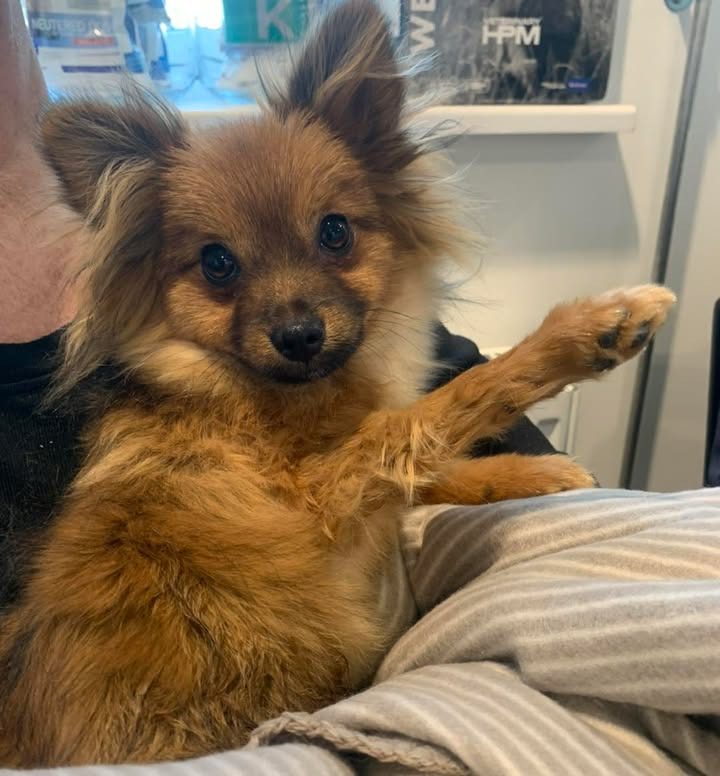 Coco på benene igen efter brav kamp mod brækket forben hos Vodskov Dyreklinik