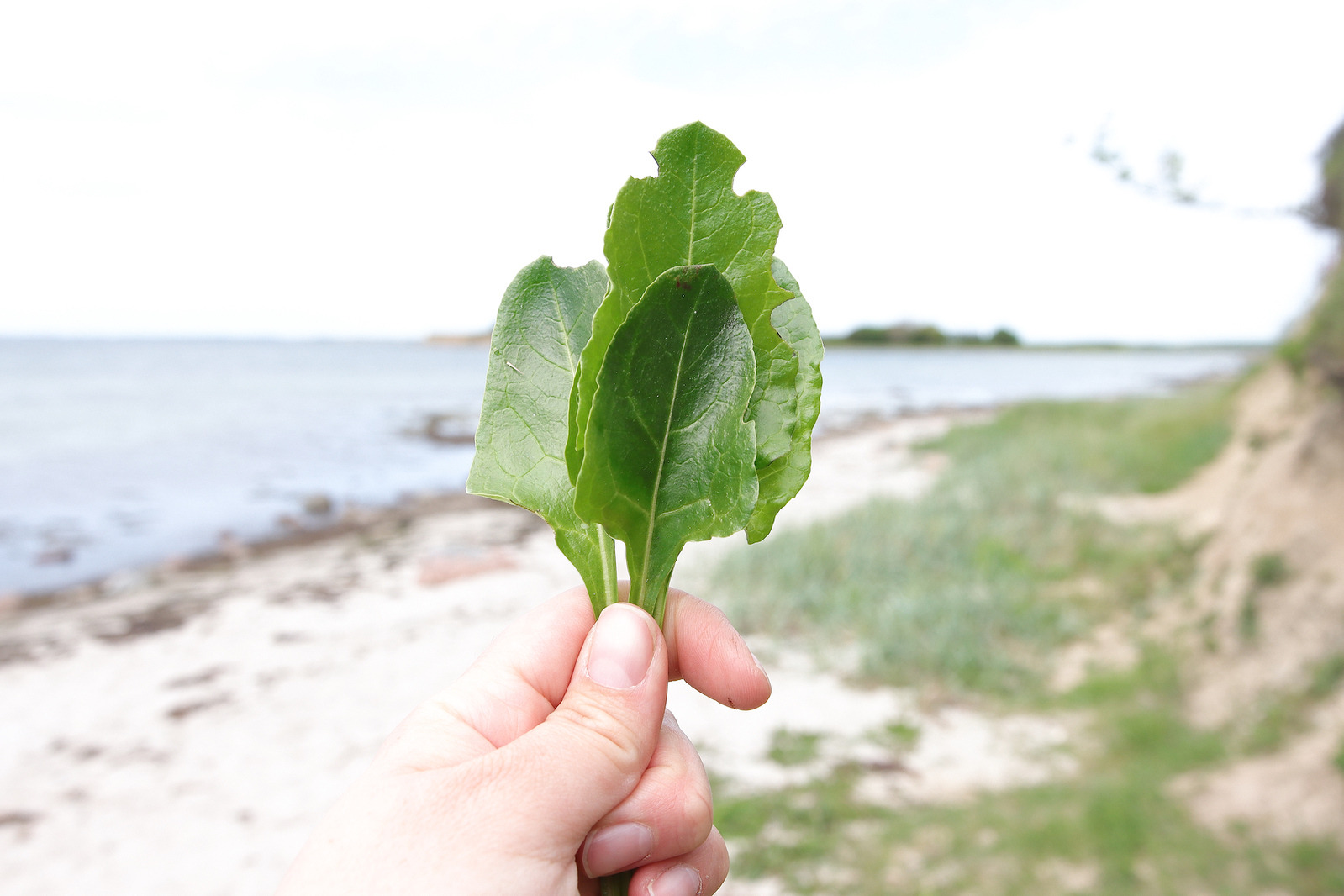 Oplev vild mad og natur på Amager