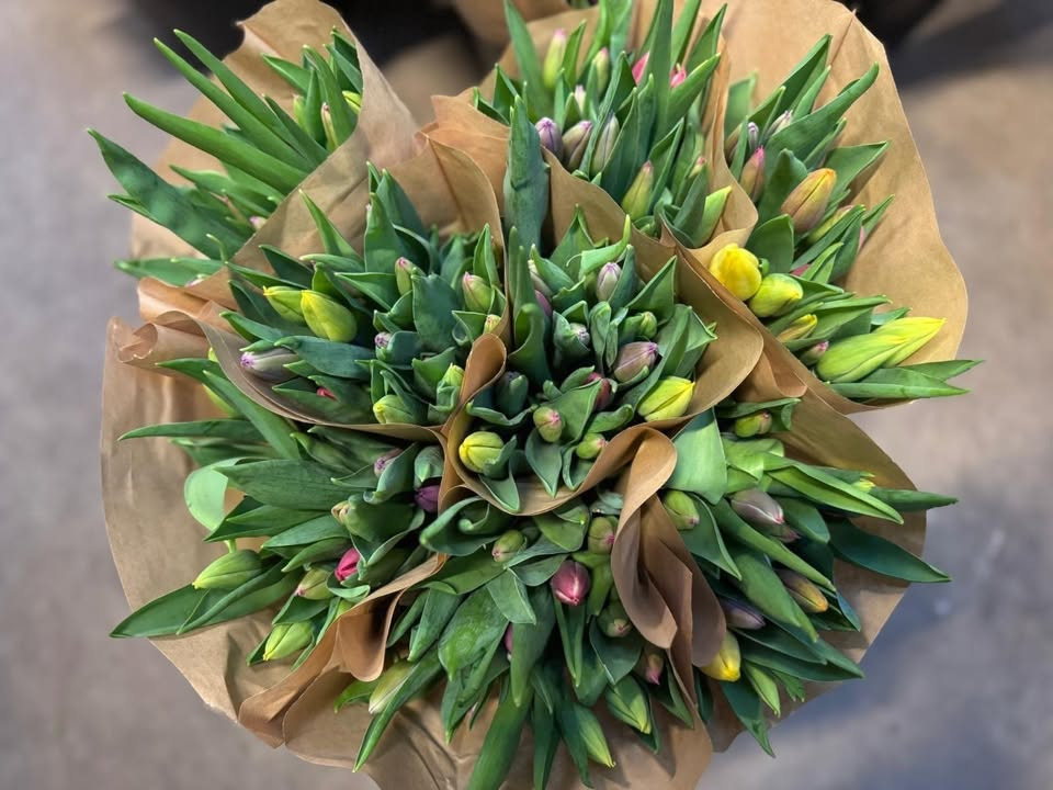 Meny Gl. Skagensvej tilbyder billige tivoli tulipaner