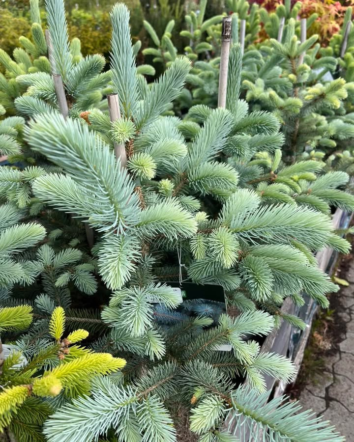 Nyt fra Midtjysk blomstermarked 