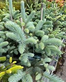 Nyt fra Midtjysk blomstermarked