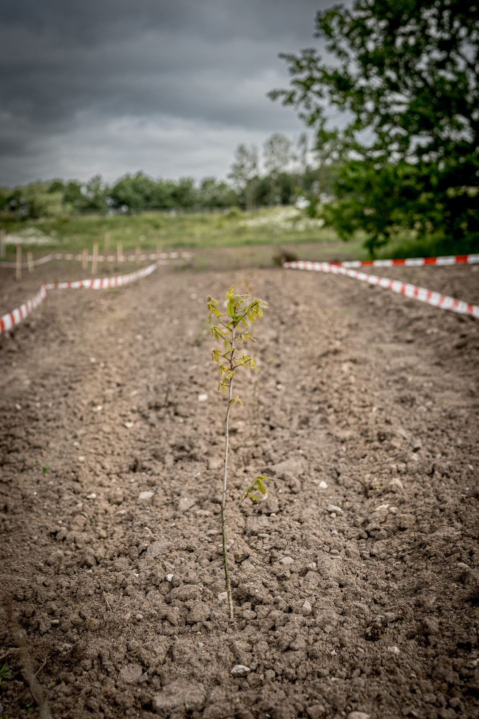 Endnu mere skov på vej i Vallensbæk