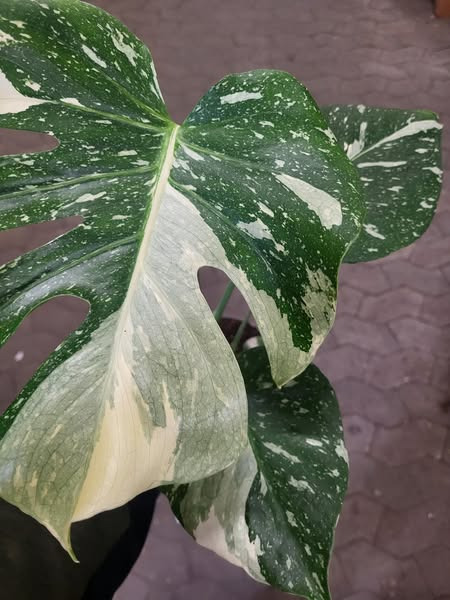 Midtjydsk Gartnerhal tilbyder eksklusive Monstera Thai Constellation til særpris