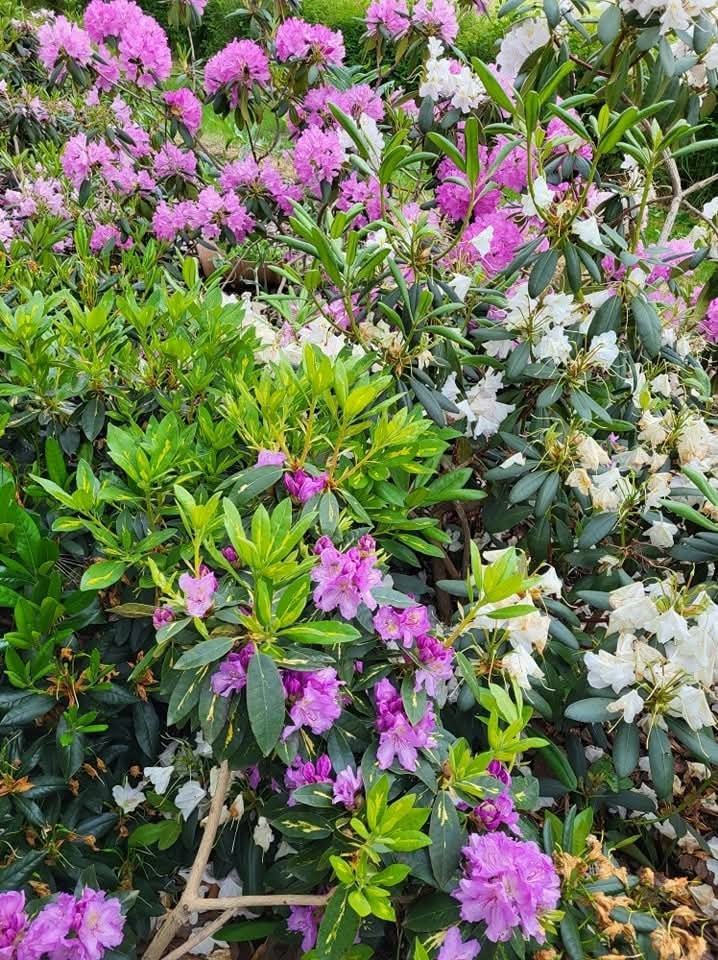 Asmild Plantecenter ApS: Tips til pleje af dine rododendron i foråret