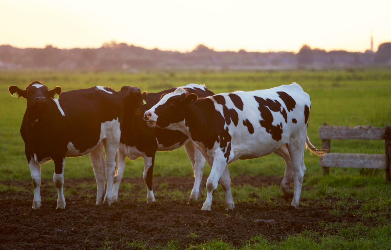 Årets økodag: Find din nærmeste gård