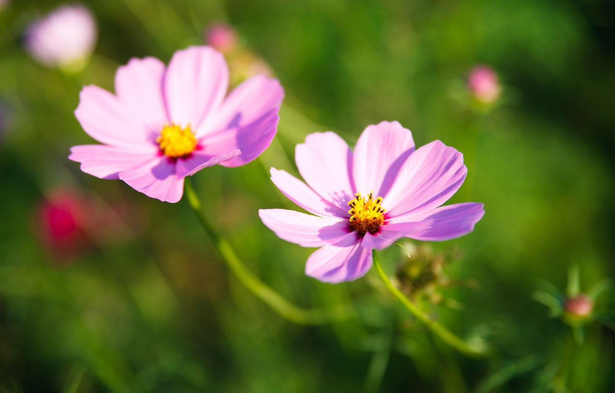 Lav frøbomber på Risskov Bibliotek