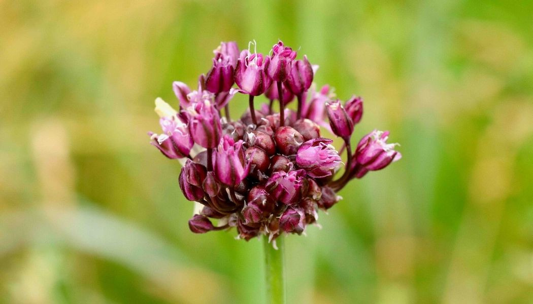 Oplev naturens spisekammer: Sanketur i Nørrestrand