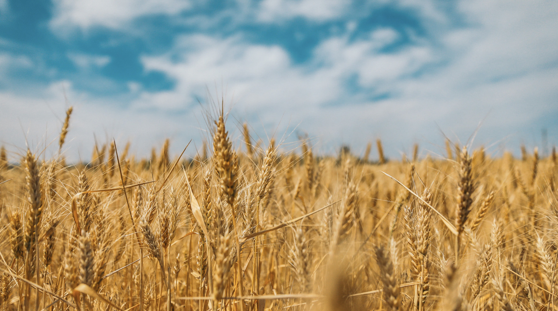 Sommerarrangement for hele familien: se korn blive til mel