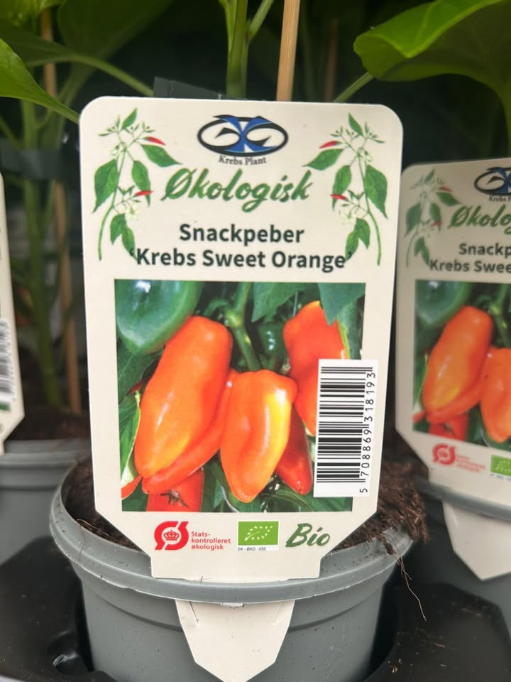 Meny Gl. Skagensvej tilbyder økologiske peber- og chiliplanter til spotpris