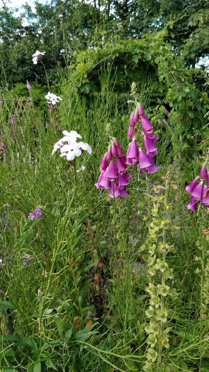 Asmild Plantecenter ApS rådgiver om afblomstrende stauder i maj