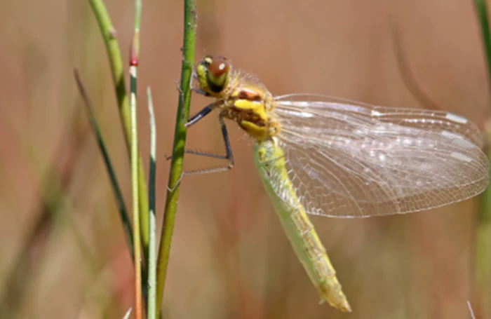 Foredrag og generalforsamling