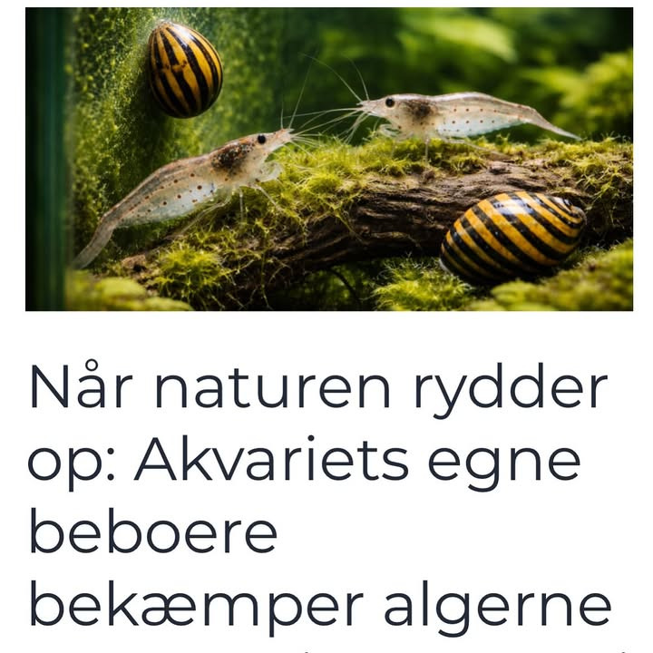 Camillas Dyrecenter inviterer til at lære om akvariets naturlige rengøringshold