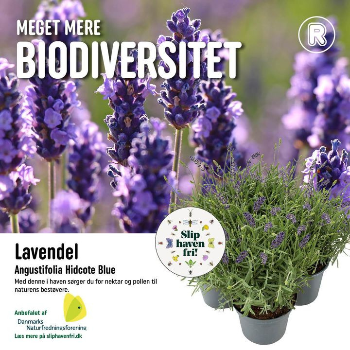 Opslagstavlen: Nyeste opdateringer fra Vejle