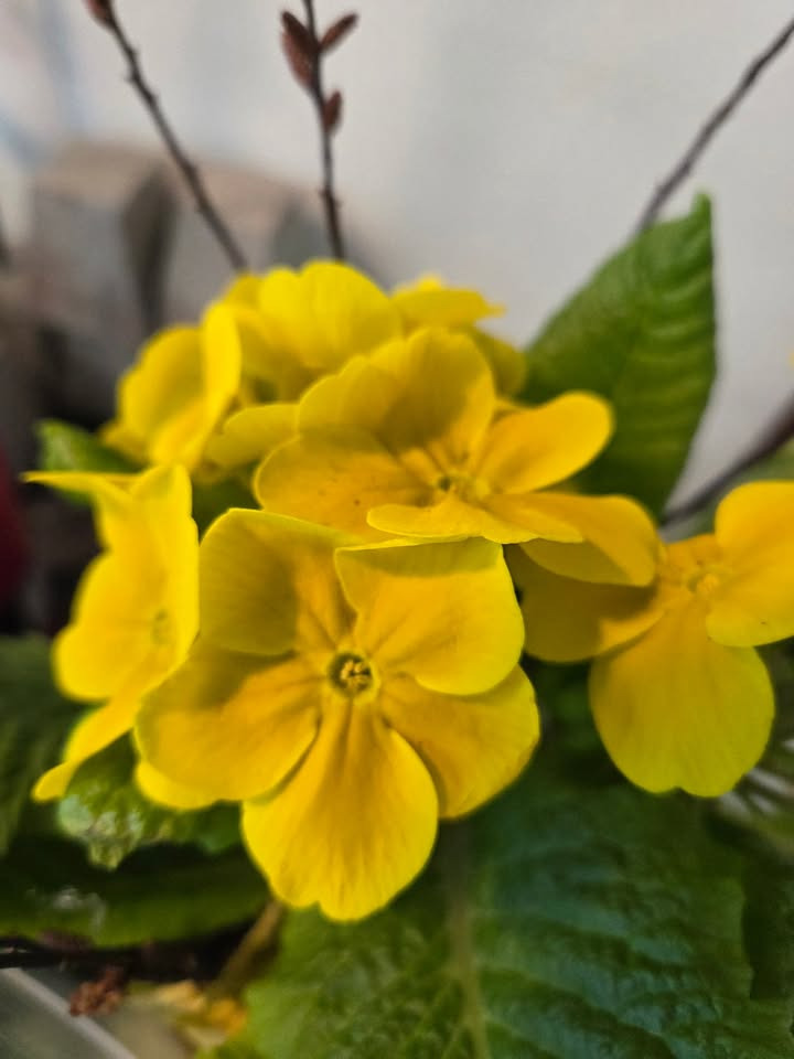 Flore Vida takker for travl påskeuge og minder om selvbetjening i påsken