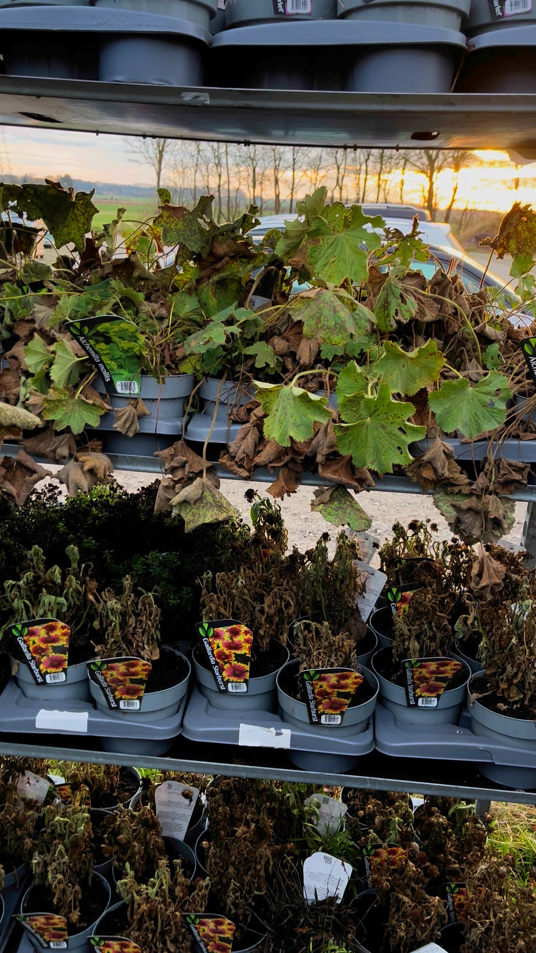 Midtjysk blomstermarked: Store stauder til kun 49,95 kr./kasse 