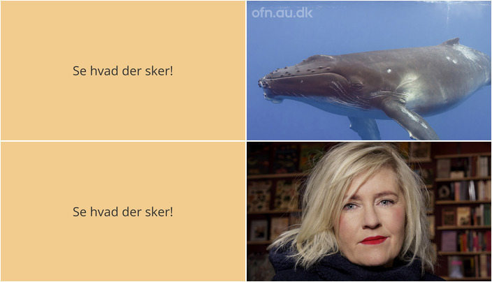 Udforsk hvalernes verden og mød Stine Askov - Se hvad der sker næste uge i Munkebo