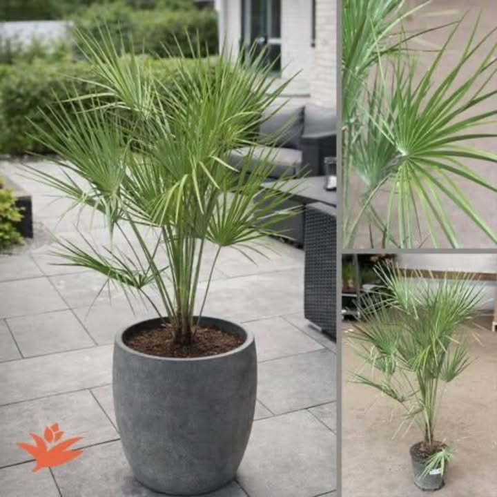 Meny Randers tilbyder eksklusiv Chamaerops Humilis palme til terrasse og have