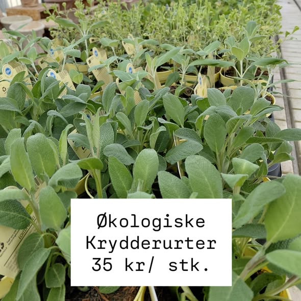 Rishøjgård Gårdbutik og Jordbrug inviterer til plantesalg i drivhuset i weekenden