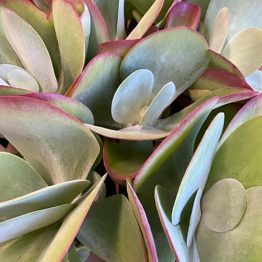 Dagens topnyheder på sociale medier fra dit område