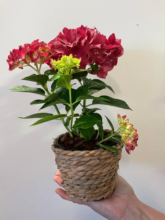 Hold dig ajour med dagens opdateringer fra Roslev