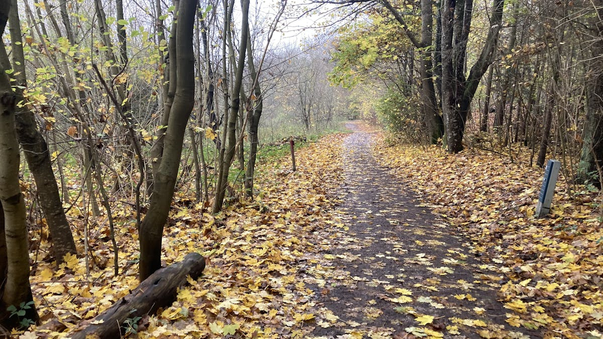 Meditativ vandretur ved Årslev Engsø